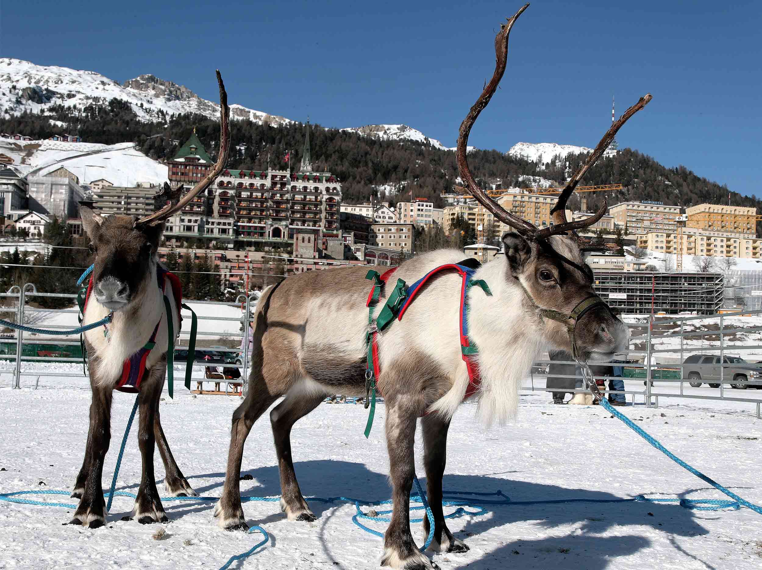 Credit Suisse – Skikjöring at White Turf in St. Moritz