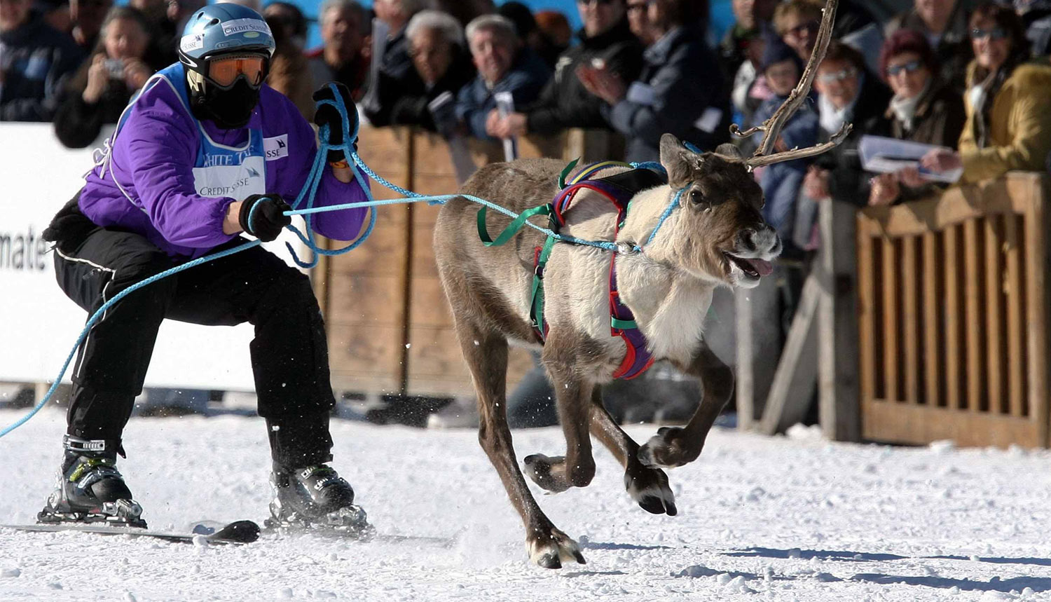 Credit Suisse – Skikjöring at White Turf in St. Moritz